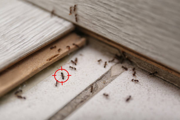Best Best Pest Control Companies  in Waterloo, IL